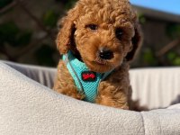 Evinizin Yeni Neşesi Poodle Burada