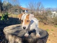 IRK VE SAĞLIK GARANTİ ORJİNAL JACK RUSSELL