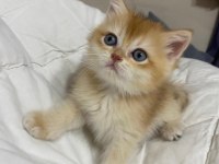 Tatlımı tatlı golden renginde kodlu safkan kedilerim