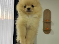 2 Aylık Pomeranian