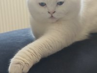 Beyaz scottish fold erkek