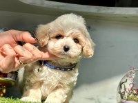 Dizayn ırk sevimli maltipoo yavrular