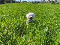 1 Yaşındaki terrier tuvalet eğitimli erkek köpeğim