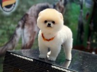 Ayıcık Surat Pomeranian