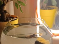 BETTA balığı