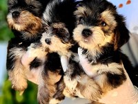 Morkie yavrularımız harika bebişler