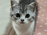 Güzel Yavru Dişi Kedimiz Yeni Yuvasını Bekliyor