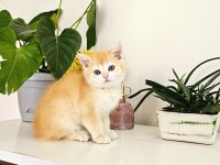 BRITISH SHORTHAIR OYUN HAMURU