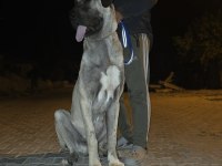 10 AYLIK ERKEK KANGAL ÇOK KALİTE