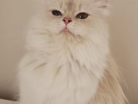 Şecereli yetişkin british longhair kediler