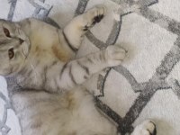 Ücretsiz kısırlaşma şartı ile scottish fold sahiplendirme