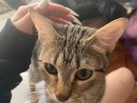 TEKİR KEDİMİZE YENİ BİR YUVA ARIYORUZ