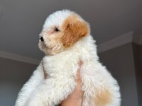 Acil sahiplendiriliyor poodle köpeğimiz