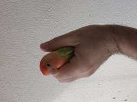 Kendi Üretimim Nitelikli Sevda Papağanı