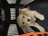 Bebek yüz golden retriever dişi