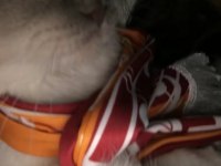 3.5 yaşında erkek scottish fold blue point