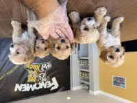 Bu yavrular kaçmaz Maltipoo bebekler teslime hazır ank 