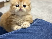 2 aylık yavrularımız golden british longhair
