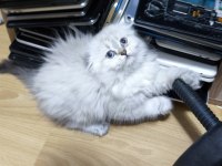 Scottish Fold Longhair Dişi