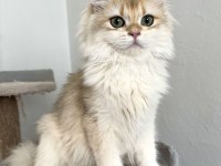 British longhair golden ny13 erkek 7 aylık