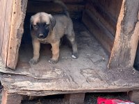 Kangal yavrularımız mevcut