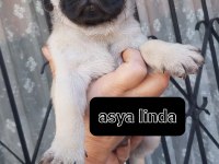 Pug Mops Bebekler