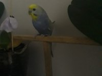 Uygun ister tek ister toplu 3 adet muhabbet uygundur