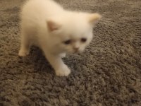 Scottish fold erkek yavru kedimiz