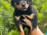 ROTTWEİLER YAVRU KÖPEĞİMİZ