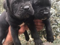 Siyah Dev Cane Corso Yavrularım