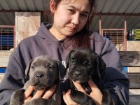 Cane corso yavrularımız çiftliğimızden