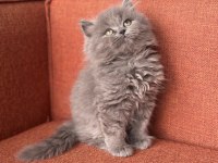 A kalite british longhair yavrumuz