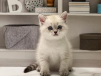 Emsalsiz Güzellikte Brıtısh Shorthair Yavrularım