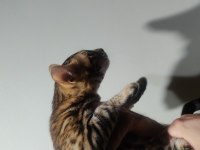 3 AYLIK ERKEK BENGAL KEDİLER FULL ŞECERE