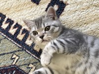 BRITISH SHORTHAIR BOLU ACIL