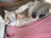 SHOW KALİTE SAFKAN EV KEDİLERİM