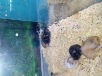 Yavru hamsterlar