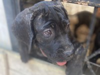 A SCR KIF Belgeli Blender şampiyon dede cane corso torunları