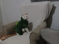 Dost canlısı kedimiz