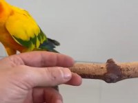 Yarı evcil konur papağanı