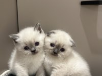 Scottish Ve British Shorthair Blue Point Yavrular