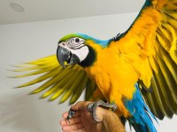 SARI LACİVERT MACAW ARA PAPAĞANLARI