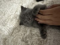 Scottish fold ve british yavrular