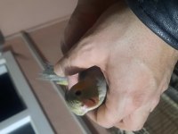 Evcil ele alışkın sultan papağanları
