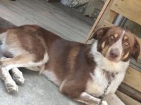 Köpeğimiz Acil Ücretsiz Sahiplendirme
