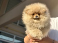 BURSA POMERANİAN TEDDY BEAR ( BOO)