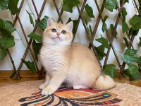 NY12 Dişi İrina British Shorthair Golden