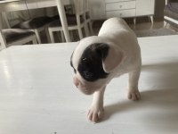 French Bulldog Kızımız