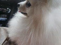 Minyatür pomeranian boo erkek 1 yaş boy 25 cm