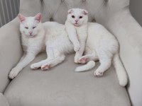 Scottish fold yavru